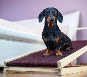 tips and tricks for home adjustments for senior dogs, Accessibility Improvements