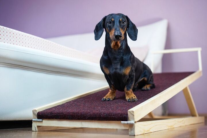 tips and tricks for home adjustments for senior dogs, Accessibility Improvements
