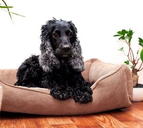 tips and tricks for home adjustments for senior dogs, Stability in the Environment