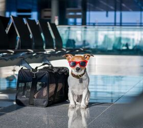 dog poop incident grounds a united airlines flight, Photo credit Javier Brosch Shutterstock com