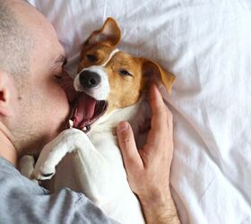 is yawning contagious between humans and dogs study says it is, evrymmnt Shutterstock