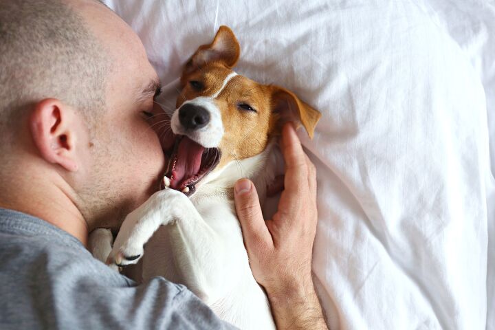 is yawning contagious between humans and dogs study says it is, evrymmnt Shutterstock