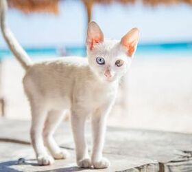 mexico s president says s to caring for feral cats at national palac, Photo Credit Iren Rey Shutterstock com