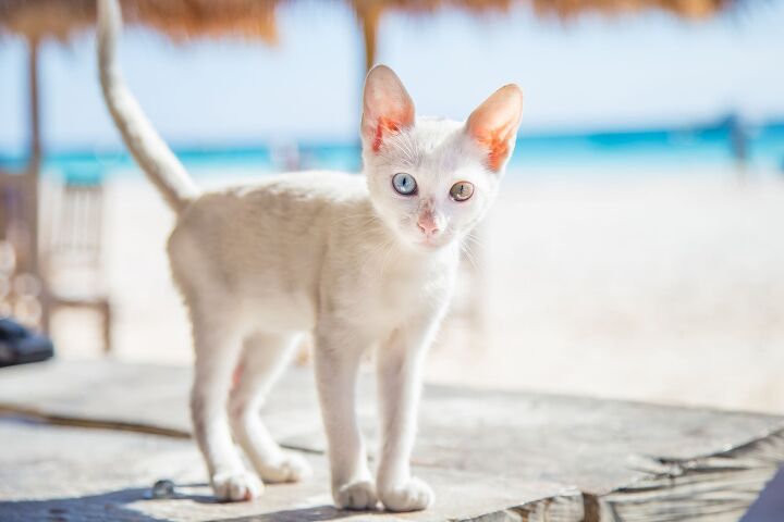 mexico s president says s to caring for feral cats at national palac, Photo Credit Iren Rey Shutterstock com
