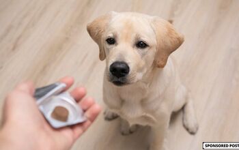 PetMeds Makes It Easier To Protect Your Pets