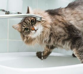 cat learns to turn on the sink causing cat astrophic flood, Sergio Photone Shutterstock