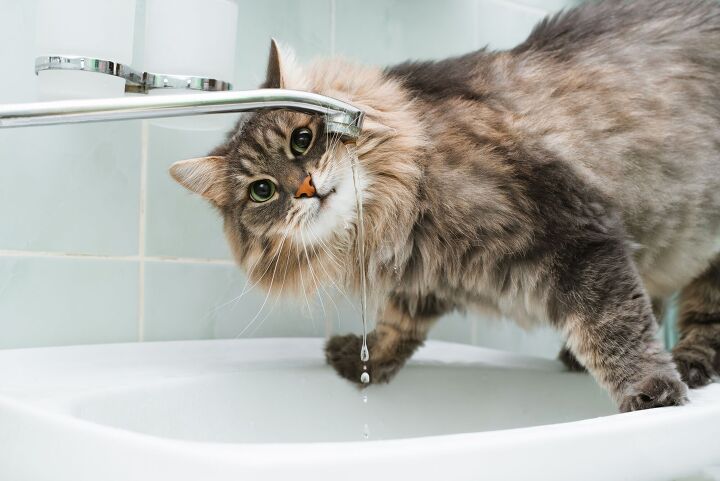 Cat Learns to Turn on the Sink Faucet, Causing Cat-astrophic Flood