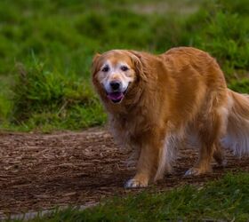 dog parents assume signs of disease are signs of aging, Michael J Magee Shutterstock