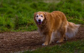 Dog Parents Assume Signs of Disease Are Signs of Aging
