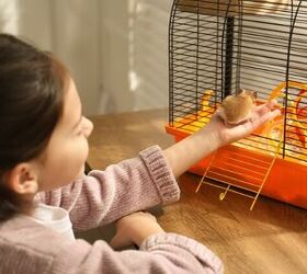 can you tame a hamster, Photo credit New Africa Shutterstock com