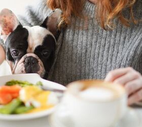 these are the top 10 pet toxins of 2023, Human food and drink