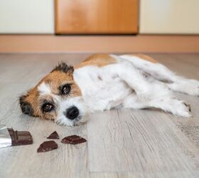 these are the top 10 pet toxins of 2023, Chocolate