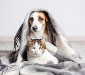 how do i introduce cats and dogs safely, Photo credit Gladskikh Tatiana Shutterstock com