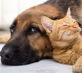 how do i introduce cats and dogs safely, Photo credit VP Photo Studio Shutterstock com