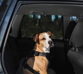 is it important to have a crash tested harness or carrier, Photo credit Aleksey Boyko Shutterstock com