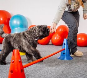how do i introduce my dog to agility at home, Photo credit PRESSLAB Shutterstock com