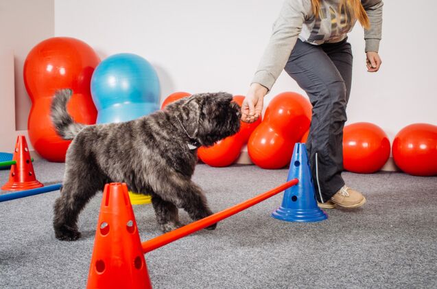 How Do I Introduce My Dog To Agility At Home PetGuide How Do I Introduce My Dog To Agility At Home PetGuide