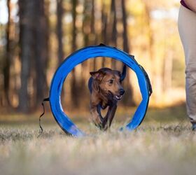 how do i introduce my dog to agility at home, Photo credit Tanya Consaul Photography Shutterstock com