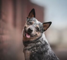 why does my herding dog nip people, Photo credit Liudmila Bohush Shutterstock com
