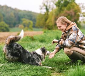 why does my herding dog nip people, Photo credit Anna Nahabed Shutterstock com