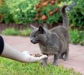 microchip helps reunite owners with a lost cat 5 years later, Irsan Ianushis Shutterstock