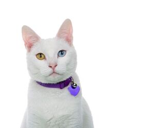 how to train a cat to wear a collar, Sheila Fitzgerald Shutterstock