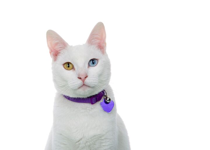 How to Train a Cat to Wear a Collar