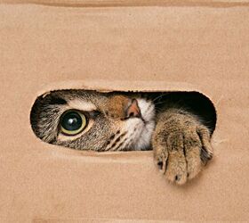 curious cat shipped in an amazon package to another state found safe, Larisa Lo Shutterstock