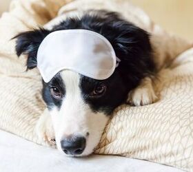 can dogs have insomnia, Julia Zavalishina Shutterstock