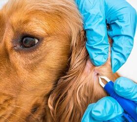 Study Finds Designer Dogs At High Risk of Tick Infestation
