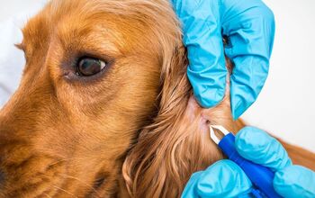 Study Finds Designer Dogs At High Risk of Tick Infestation