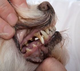 can a dog s tooth abscess heal on its own, Tatyana Dzemileva Shutterstock