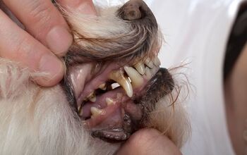Can A Dog's Tooth Abscess Heal On Its Own?