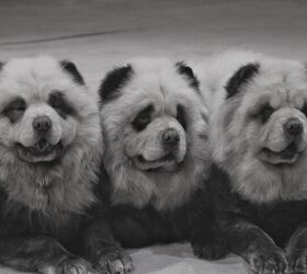 China Zoo Busted for Chow Dogs Masquerading as Pandas