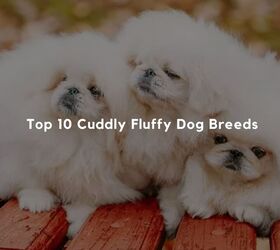 Top 10 Cuddly Fluffy Dog Breeds