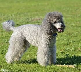 top 10 cuddly fluffy dog breeds, Poodle