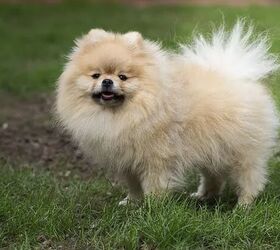 top 10 cuddly fluffy dog breeds, Pomeranian