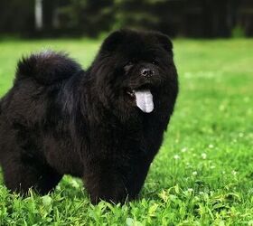 top 10 cuddly fluffy dog breeds, Chow Chow