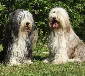 top 10 cuddly fluffy dog breeds, Bearded Collie