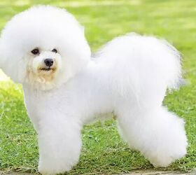 top 10 cuddly fluffy dog breeds, Bichon Frise