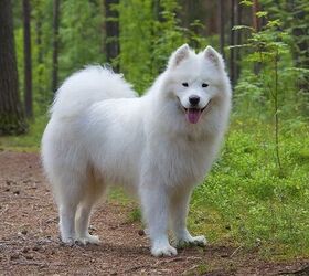 top 10 cuddly fluffy dog breeds, Samoyed