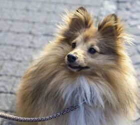 top 10 cuddly fluffy dog breeds, Shetland Sheepdog