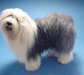 top 10 cuddly fluffy dog breeds, Old English Sheepdog