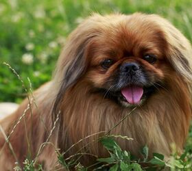 top 10 cuddly fluffy dog breeds, Pekinese