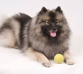 top 10 cuddly fluffy dog breeds, Keeshond