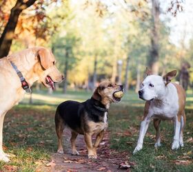 are mutts healthier than purebreds new study says no, sanjagrujic Shutterstock