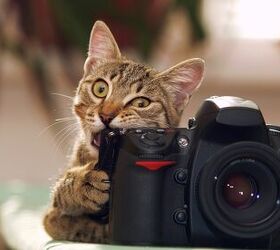 a cat with a first person camera shows world through feline eyes, WildlifeWorld Shutterstock
