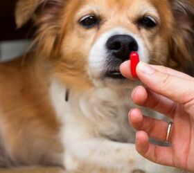 how to get a dog to take a pill, A photographyy Shutterstock