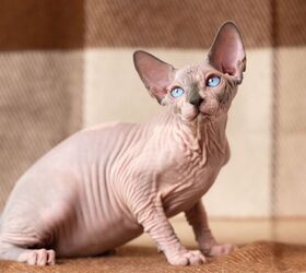 sphynx cats have the lowest lifespan of all domestic cats study finds, Alexander Piragis Shutterstock