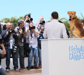 2024 Cannes Film Festival Celebrates All Things Dog